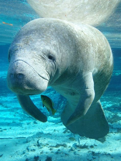 Florida Manatee Card Original Ecofriendly Manatees Etsy