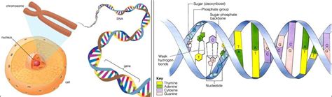 Dna Use In Data Storage And Computing