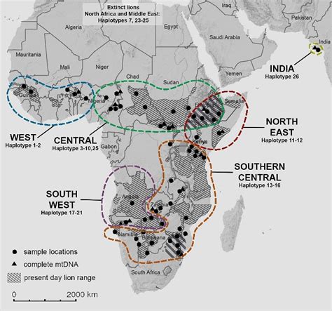 The African lion consists of two subspecies - Leiden University