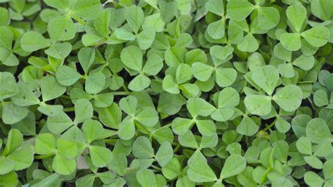 Clover Lawn Seed Online | Clover Lawn | Clover Grass Seed | JS11 ...