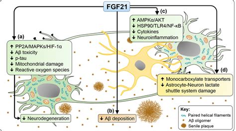 Neuroprotective Effect Of FGF21 In Preclinical AD Models A FGF21