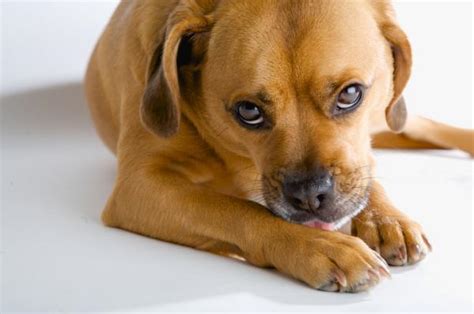 Por que os CACHORROS LAMBEM os PÉS dos tutores