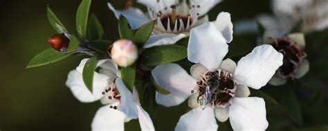 Mānuka – Leptospermum scoparium – The Meaning of Trees