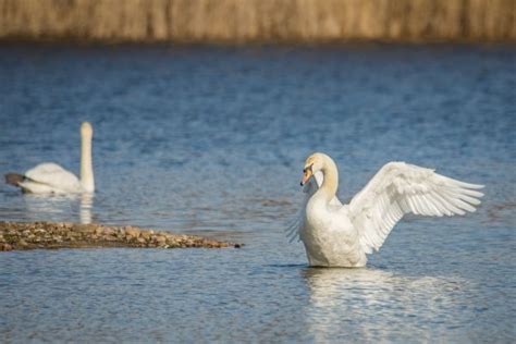 Darmowe Zdjęcia woda Natura skrzydło łódź jezioro zwierzę rzeka