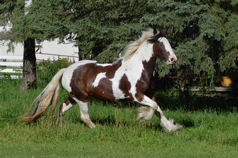 Drum Horses Blackorchidhorses