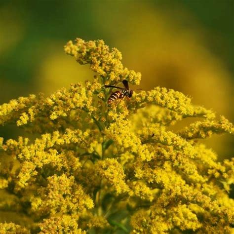 Canada goldenrod - Nature of Your Neighborhood