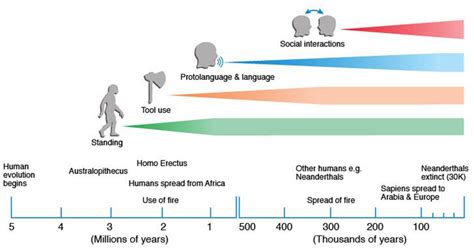 Human Evolutionary Timeline