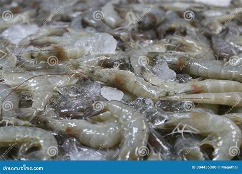 Fresh Vannamei Shrimps Whiteleg Shrimp Pacific White Shrimp Or King