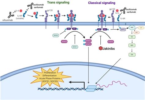 The Society For Immunotherapy Of Cancer Perspective On Regulation Of