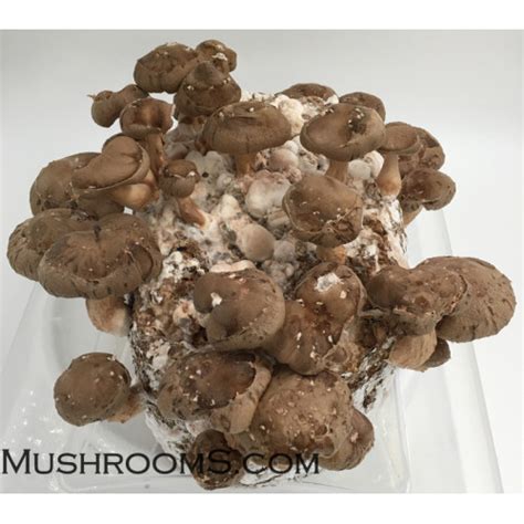 Shiitake Mushrooms Spore Print