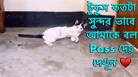 আমার টুকুস খুব কথা বুঝে আলহামদুলিল্লাহ আমার সাথে বল খেলতে খুব পছন্দ