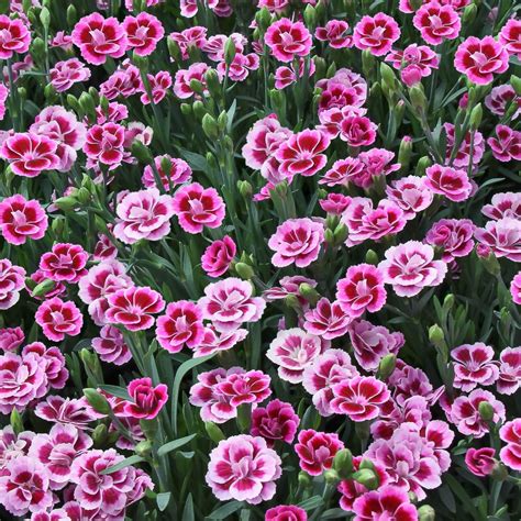 Dianthus Pink Kisses - The Nunhead Gardener