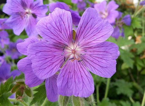 Free photo: Cranesbill, Blossom, Bloom, Flower - Free Image on Pixabay ...