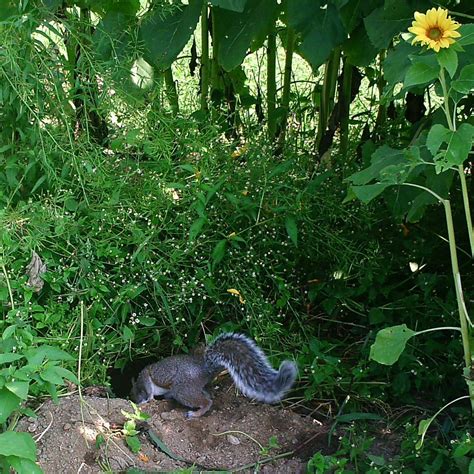 My nemesis and all who colluded with him. : r/gardening