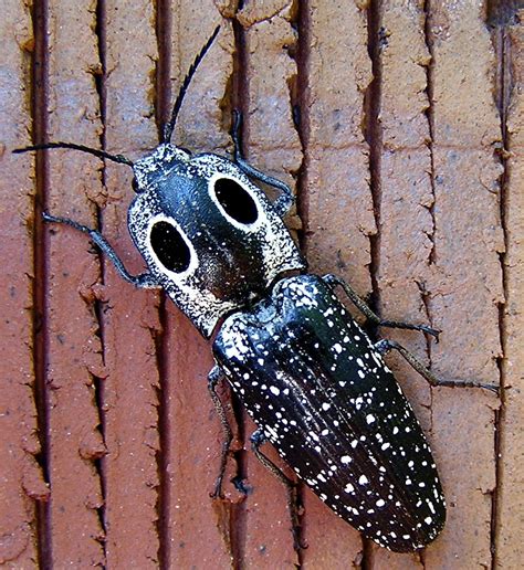 Eastern Eyed Click Beetle Beetles And Flies Rouge National Urban