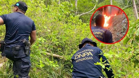 Incineran Mil Arbustos De Coca En Dos Plantaciones En Col N