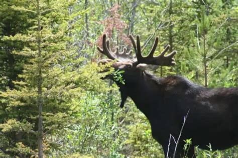 Elk Vs Moose (11 Main Differences) - Wildlife Informer