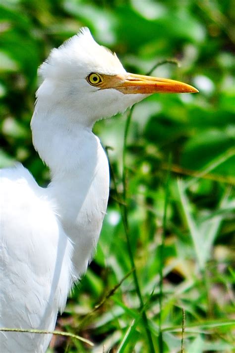 Images Gratuites La Nature Oiseau Lac Faune Attendre Vert Le