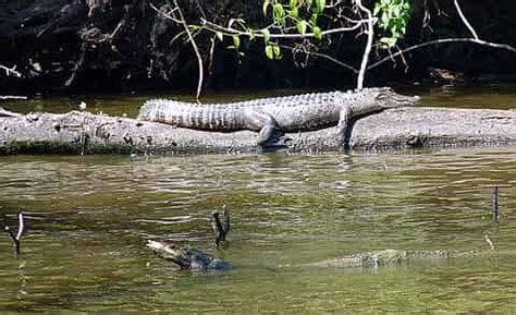 Jean Lafitte Swamp Tour with Optional Transportation - TripShock!