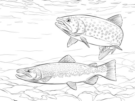 Brown Trout coloring page | Free Printable Coloring Pages