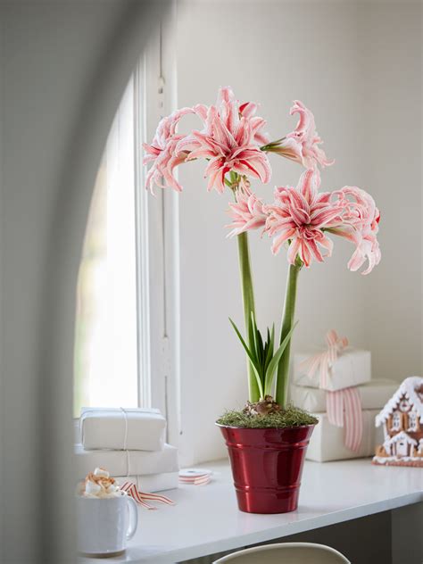 Doublet Potted Amaryllis Gardeners Supply