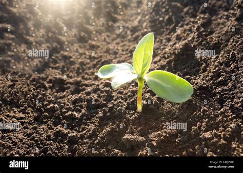 Green plant growth background Stock Photo - Alamy