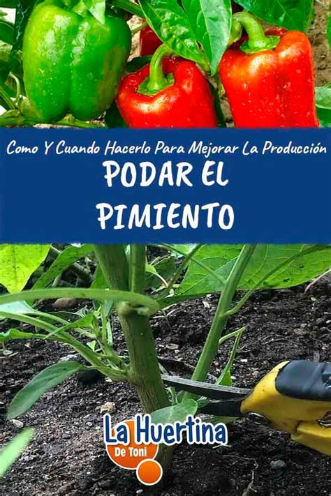 Cómo hacer La Poda Del Pimiento Para mejorar la producción Plantar