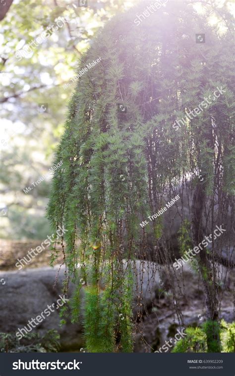 Weeping Japanese Larch Pendula Stock Photo 639902209 Shutterstock