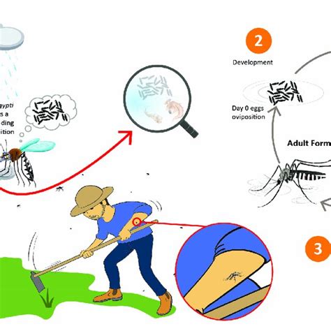 Life Cycle Of Aedes Aegypti And Potential Breeding Spots Source