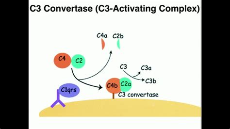 Classical Pathway of Complement Activation - YouTube