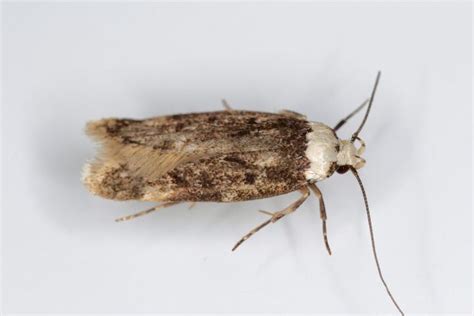 10 Types Of House Moths With Photos