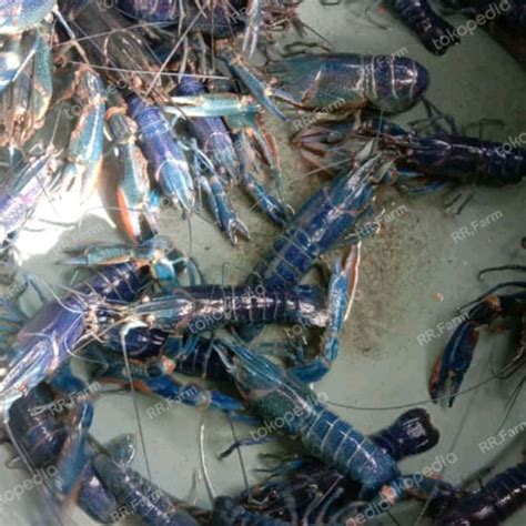 Jual Bibit Lobster Air Tawar Redclaw Biru Kab Bekasi RR FARM