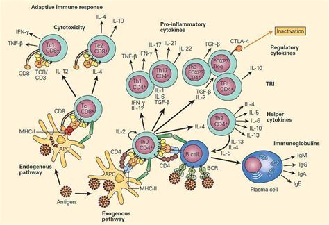 Mucosal Immunity And Immunopathology Immunopaedia