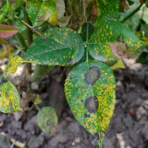 večer Plijen disk manchas negras en las hojas de las plantas strast