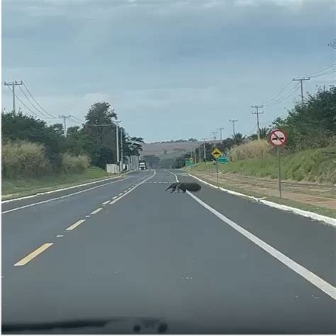 Sem Pressa Tamandu Bandeira Filmado Desfilando Por Rodovia No