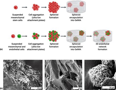 Photo Crosslinked Gelatin Methacrylate Hydrogels With Mesenchymal Stem