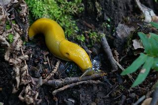 Banana Slug Razorback Ridge Trail Hamms Gulch Trail Loop A Flickr