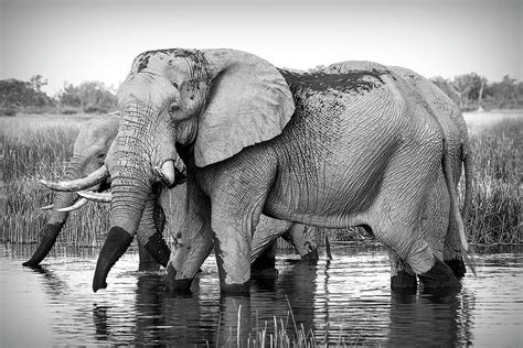 African Bull Elephant Photograph by Daniel Hagerman