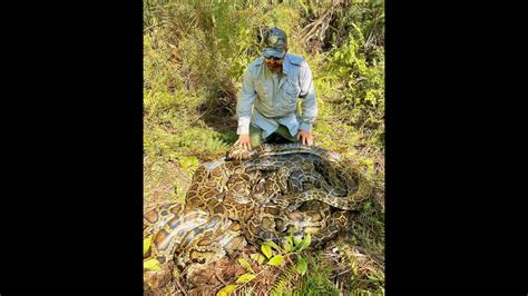 500 Pounds Of Python Caught When Mating Rituals Revealed In Florida Marsh Team Says