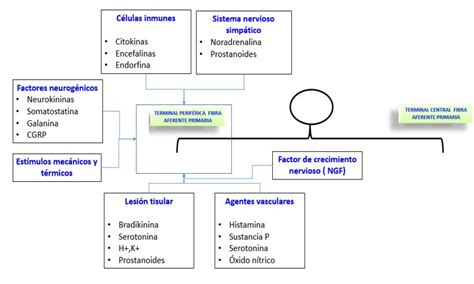 Nociceptores Dolopedia