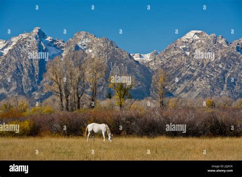 White Horse And Grand Tetons Moose Head Ranch Grand Teton National