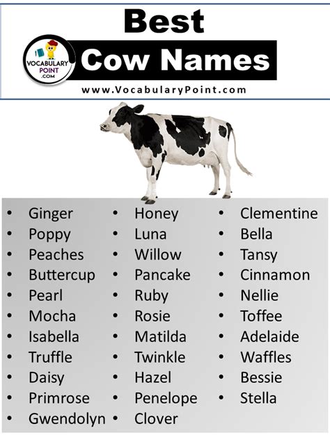 250 + Best Cow Names (Cute, Funny& Unique) - Vocabulary Point