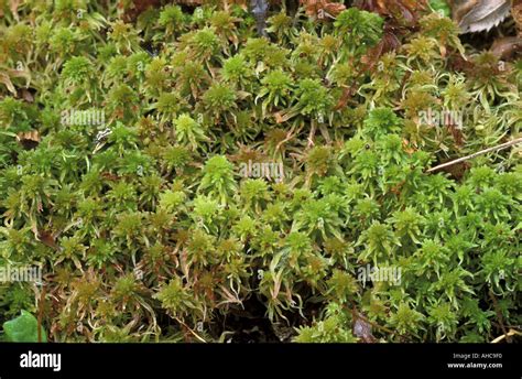 Sphagnum Papillosum Italy Stock Photo Alamy