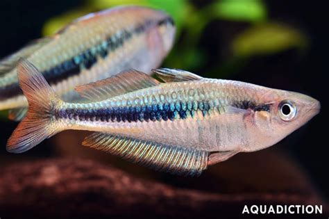 wapoga rainbowfish chilatherina alleni fish profile care guide