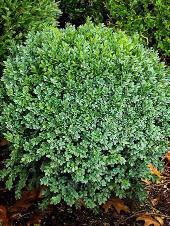 Variegated Boxwood Shrubs For Sale Online The Tree Center