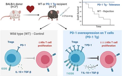 Overexpression Of Pd 1 On T Cells Promotes Tolerance In Cardiac