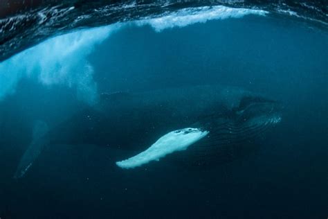 Orcas Of Arctic George Karbus Photography