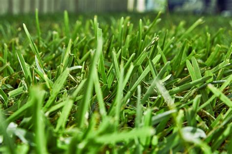 Best Grass for Melbourne Climate (Turf Types) | myhomeTURF