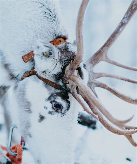 Traditional Reindeer Farm Visit With Sledge Ride In Levi