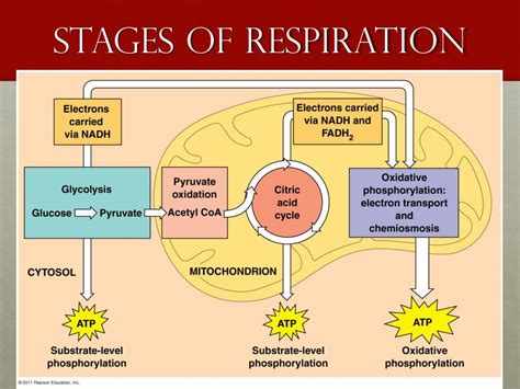 Ppt Cellular Respiration Powerpoint Presentation Free Download Id 1872212